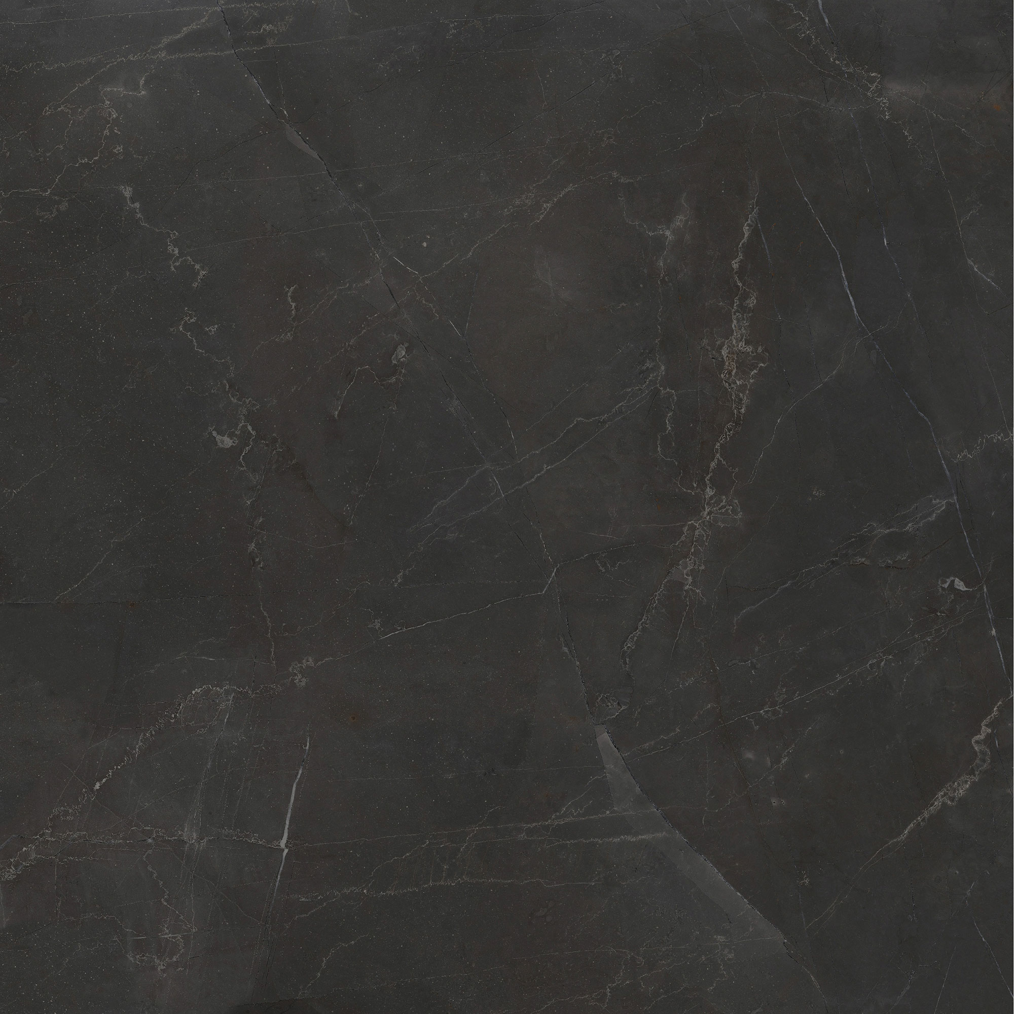 Argenta Gris