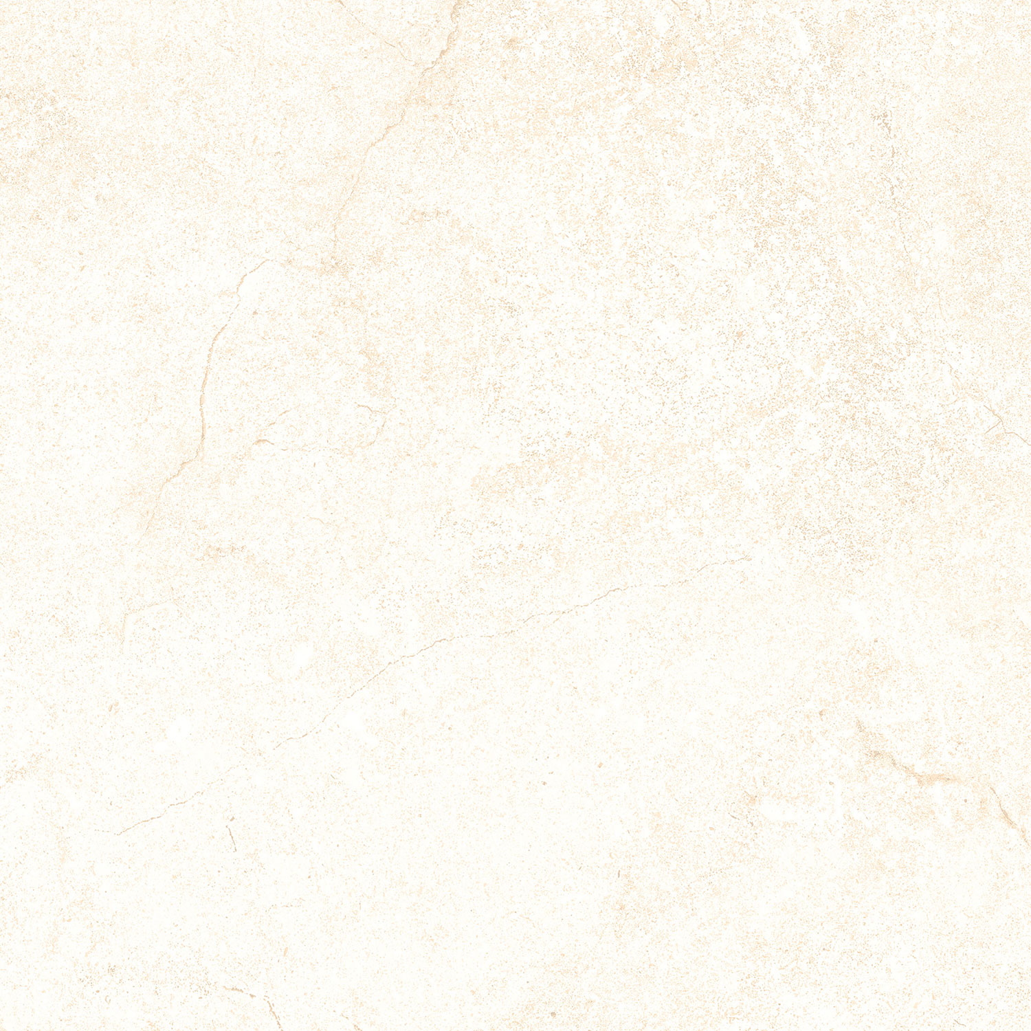 Tulip White
