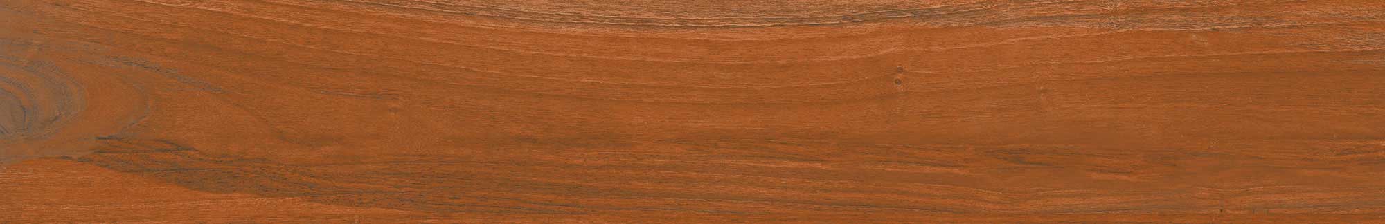 Senegal Oak