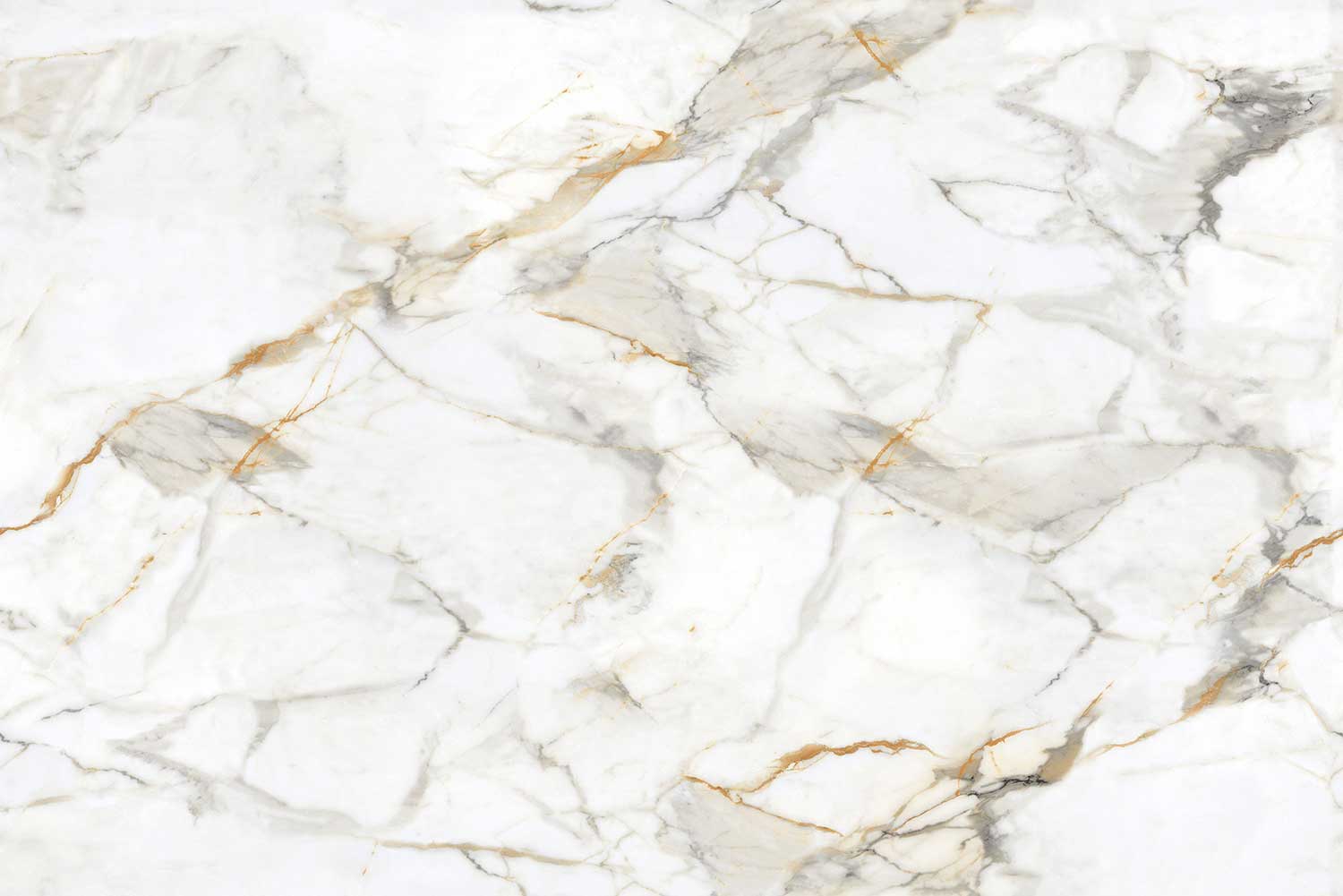 Asacia White (White Body)