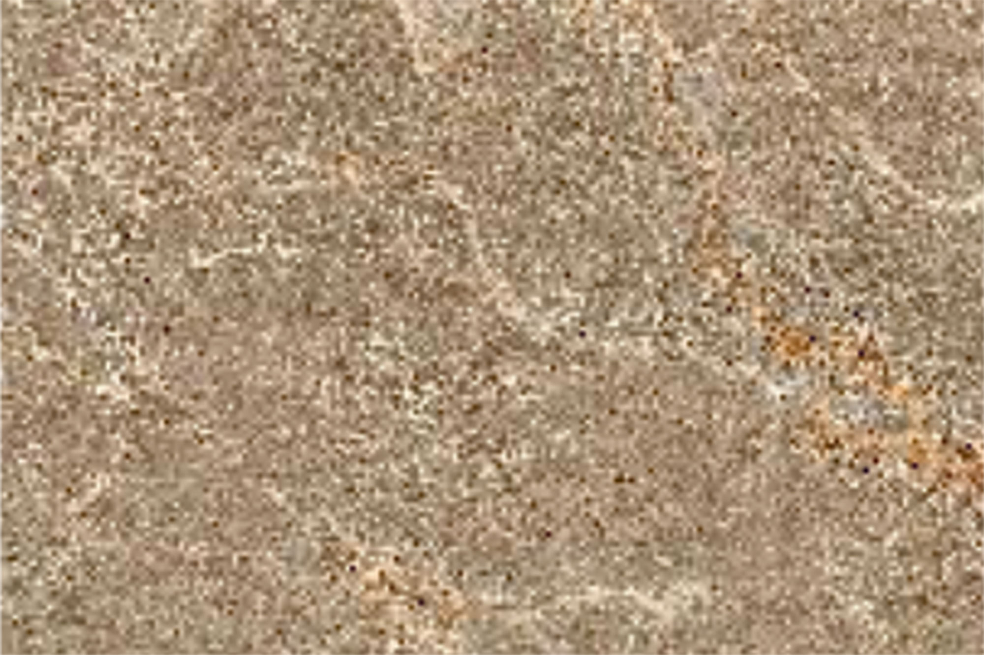Viena Brown